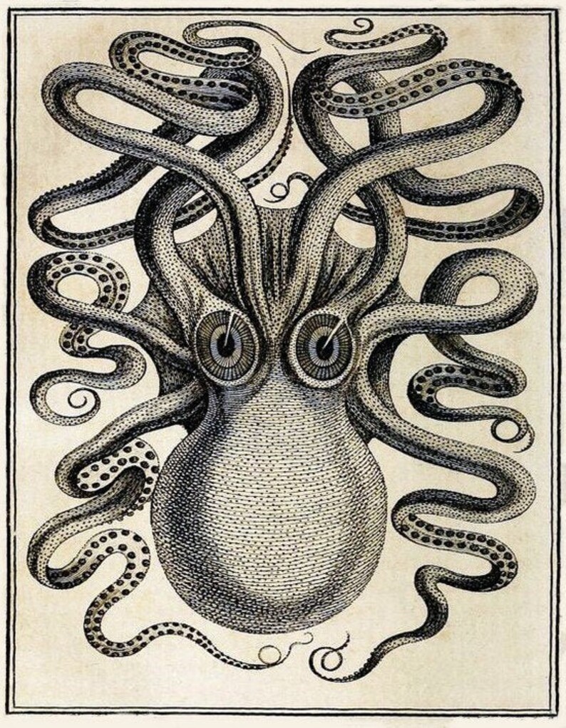 Vintage the Kraken Illustration Blank Card Nature Ocean | Etsy