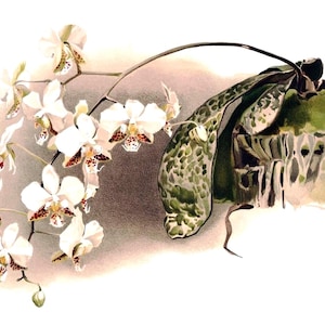 Cartão de agradecimento em branco com orquídea phalaenopsis, flor de jardim vintage, primavera, dia dos namorados, aniversário, baile de formatura, feito à mão, obrigado, melhoras