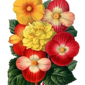 Carte de correspondance vierge fleur de bégonia fait main pour les fêtes, jardin, anniversaire, merci
