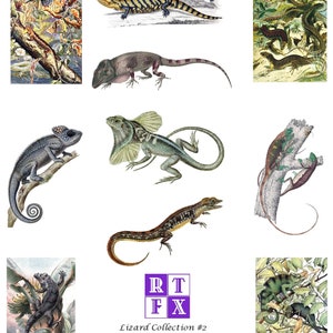 May include: A collection of ten digital illustrations of various lizards, including a chameleon, an iguana, and a gecko. The illustrations are in a vintage style and are perfect for use in crafts, scrapbooking, or digital design.