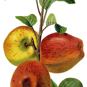 Pommes Fruits Cartes de correspondance vintage Jardin Fête des Mères Récolte d'automne Merci