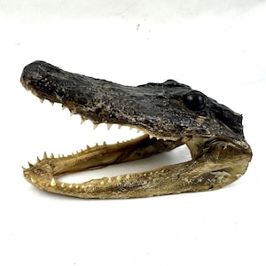 May include: A preserved alligator head with a dark brown, textured skin surface and an open jaw revealing sharp, pointed teeth. The specimen features a prominent black eye socket and a light tan, bony lower jaw structure against a white background.