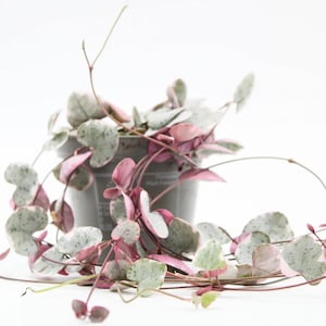 May include: A String of Hearts plant in a dark grey pot. The plant has heart-shaped leaves in green and pink. Trailing vines extend from the pot, creating a delicate display. The background is white. The pot is approximately 10 cm in diameter.