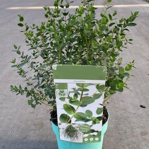 May include: A small green potted plant with a tag that reads "Parviflora" and "Winter hardy! -18°C".