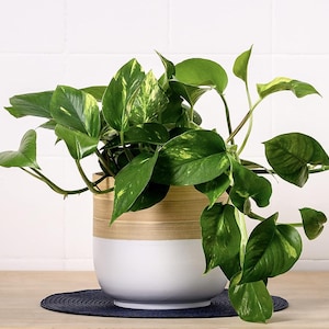 May include: A potted green and yellow variegated plant with long trailing vines in a white and brown planter.