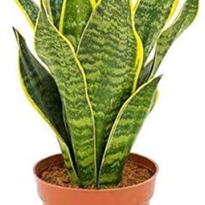 May include: A snake plant in a brown plastic pot. The plant has green leaves with yellow edges. The leaves have a striped pattern. The pot is a terracotta colour.
