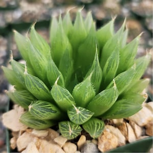 May include: A close-up of a Haworthia succulent plant. The plant has translucent green leaves with darker green stripes and pointed tips. The succulent is surrounded by small, light-coloured rocks.