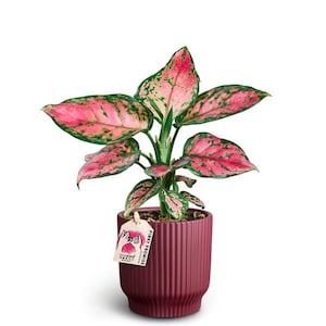May include: A potted Aglaonema 'Pinky Promise' plant with pink and green leaves. The plant is in a burgundy, vertically-ribbed pot. A tag with the text "Pinky Promise" hangs from the pot.