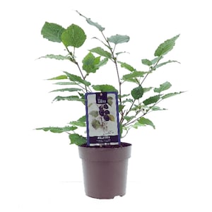 May include: A small potted mulberry tree with green leaves. The plant has a tag that reads "The Tasty" and "Mulberry".
