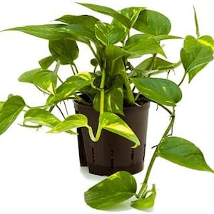 May include: A potted golden pothos plant with green and yellow leaves. The plant is in a brown plastic pot with drainage holes.