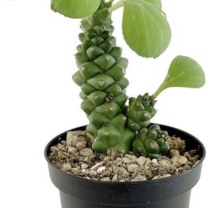 May include: A green Euphorbia plant in a black pot. The plant has a segmented, pineapple-like stem and large, rounded leaves. The pot is filled with small rocks and soil.