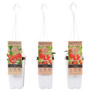 May include: Three white hanging planters with white cords and brown labels. The labels have the text "100% FRUIT" and the names of different strawberry varieties: "Summer Breeze Snow", "Eve's Delight", and "Eve's Delight".
