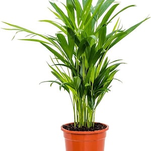 May include: A green potted parlour palm plant with long, slender leaves in a brown plastic pot.