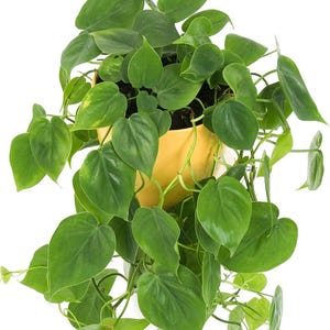 May include: A lush green heartleaf philodendron plant in a yellow pot. The plant features numerous heart-shaped leaves and trailing vines. The pot is a bright yellow, and the plant is set against a white background.