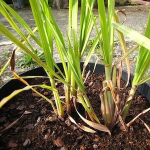 May include: Close-up of a potted plant with long, green, blade-like leaves. The plant is in dark brown soil with wood chips. Some leaves are turning brown. The plant is in a black pot.