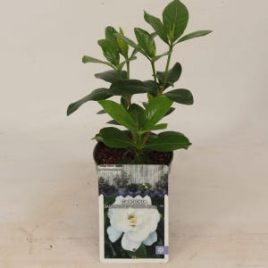 May include: A potted Gardenia plant with green leaves and a white flower. The plant is labelled "Gardenia Jasmineoides 'Crown Jewel'".