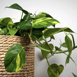 May include: A thriving pothos plant with green and yellow variegated leaves, displayed in a woven basket. The basket is made of a light brown, textured material. The plant's leaves are heart-shaped and cascade over the sides.