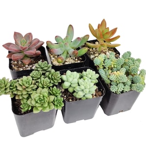 May include: Six small potted succulents in black square pots. The succulents display a variety of colours, including green, red, and orange. The plants are arranged closely together, showcasing different textures and shapes.