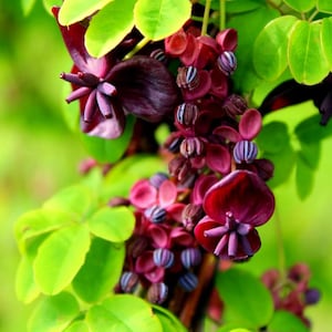 May include: Close-up of a cluster of deep purple and pink flowers with blue accents. The flowers are growing on a vine with green leaves.