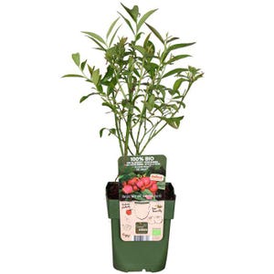 May include: A green pot containing a blueberry plant. The plant has green leaves and red berries. The pot has a label that reads "100% BIO" and "Taste Green".