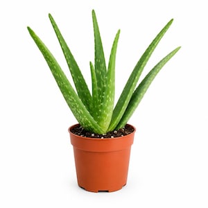 May include: An aloe vera plant with long, pointed, succulent green leaves featuring small white spots and serrated edges. The plant is potted in a simple, solid terracotta-coloured plastic container filled with dark potting soil.
