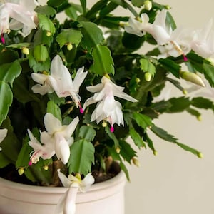 May include: A Schlumbergera plant, commonly known as a Christmas cactus, featuring segmented green stems and numerous white flowers with delicate pink-tipped stamens, potted in a simple, light-coloured cylindrical ceramic container.