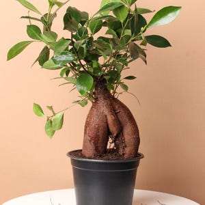 May include: A green ficus tree with a unique, gnarled trunk, potted in a black plastic pot, sitting on a white table.