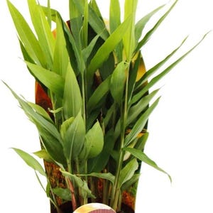 May include: A potted green ginger plant with long, narrow leaves. The plant is in a brown pot with a red and white label that says "Oriental Herbs".