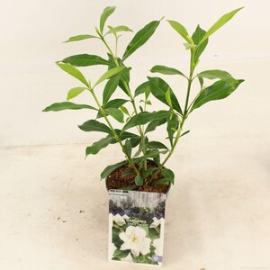 May include: A potted gardenia plant with green leaves and a white flower on the label. The label reads "Gardenia jasmin Sweetheart".