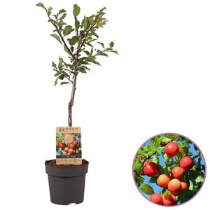 May include: A small, potted plum tree with green leaves and red fruit. The tree is labelled "100% FRUIT" and has a close-up image of the fruit on the label.