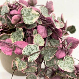 May include: Close-up of a String of Hearts plant with heart-shaped leaves. The leaves are a mix of green and pink, with a speckled pattern. The plant is in a beige pot, with long, trailing stems.