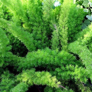May include: A close-up of a lush, bright green plant with a fern-like appearance. The plant is densely packed with small, needle-like leaves, creating a textured surface. The image is well-lit, showcasing the plant's vibrant green hue and intricate details.