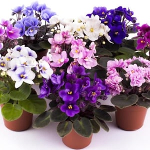 May include: A selection of potted African violet plants with colourful blooms in shades of purple, pink, blue, and white. The flowers have yellow centres and are surrounded by green foliage. The plants are in brown pots.