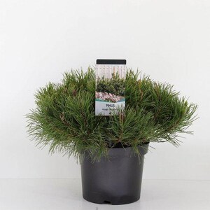 May include: A potted Pinus mugo plant with bright green needles. The plant is in a black plastic pot and has a label with the name "PINUS". The background is plain white.