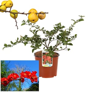 May include: A potted quince tree with green leaves and yellow fruit. The tree is in a brown pot with a label that says "Quince". The tree is also shown in bloom with red flowers.