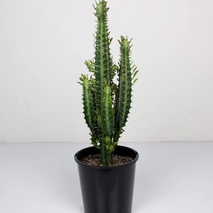 May include: A green cactus with spiky stems in a black plastic pot. The plant has a textured surface and is set against a plain white background. The cactus is approximately 60 cm tall.