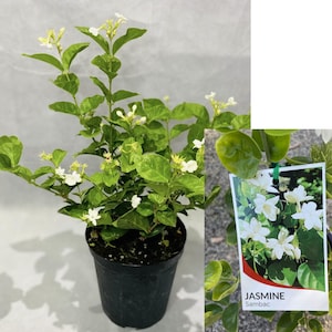 May include: A potted jasmine plant with white flowers and green leaves. The plant is in a black plastic pot. The tag on the plant reads "Jasmine Sambac".