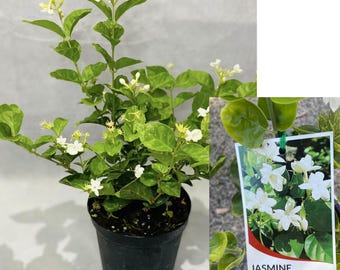 1 x Fragrant Jasmine Sambac plant - Arabian Nights - Arabian Jasmine, Jasminum Sambac, Make your own scented Jasmine tea - in 12cm pot