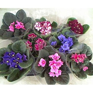 May include: A selection of African violet plants, featuring blooms in shades of pink, purple, and white. The plants have dark green leaves and are presented in individual plastic pots. The flowers are in full bloom, displaying their vibrant colours.
