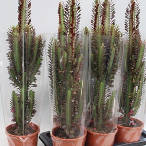 May include: A collection of potted Euphorbia plants, each in a brown pot and wrapped in clear plastic. The plants feature green stems with red-tipped leaves. They are displayed on a black tray against a white backdrop.