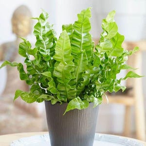 May include: A green curly fern plant in a dark grey pot. The plant has long, curly fronds and is growing in a pot with a textured surface.