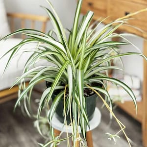 May include: A spider plant with long, green and white striped leaves in a black pot. The plant is hanging over the edge of a white stool.