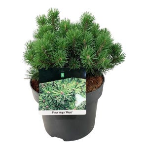 May include: A potted Pinus mugo 'Mops' plant with bright green needles. The plant is in a black plastic pot and has a tag with the plant's name. The plant is a compact, evergreen shrub.