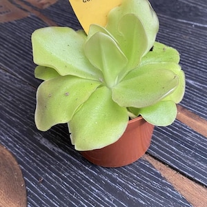 May include: A small, light green succulent plant with broad, fleshy, rounded leaves arranged in a rosette pattern, potted in a simple brown plastic container. A partial yellow tag is visible tucked behind the leaves of the plant.
