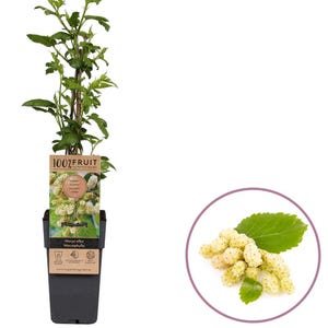 May include: A potted mulberry plant with green leaves and a tag that reads "100% Fruit". A close-up shows a cluster of white mulberries with green leaves in a purple circle. The plant is in a black pot.