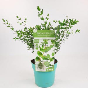 May include: A potted Eucalyptus plant with green leaves. The plant is in a light blue pot and has a label that reads "Eucalyptus, Colour your garden, Paradise, Botanic Friends".