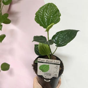 May include: A Piper Betel Leaf plant, also known as Piper sarmentosum, with glossy, dark green, heart-shaped leaves. The plant is potted in a black plastic container with a white plant tag featuring the name, a leaf illustration, and care icons.