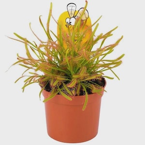 May include: A potted sundew plant with long, green leaves and reddish tips. The plant is in a terracotta-coloured pot. A yellow tag with a cartoon bee illustration is attached to the plant. The plant is a carnivorous plant.