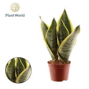 May include: A snake plant in a brown pot, featuring green leaves with yellow edges. The image includes the text "Plant World" and a logo. The plant is a popular houseplant.