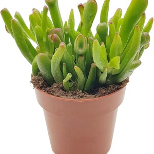 May include: A small potted succulent plant with green, fleshy leaves. The plant is in a brown plastic pot.